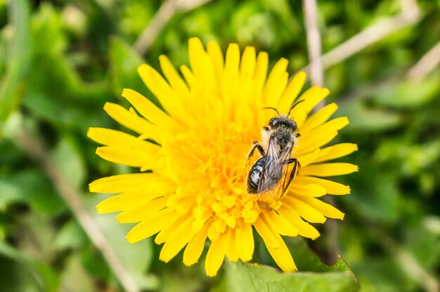 Foto gratuita vista del primo piano di una mosca su un bel fiore giallo del dente di leone su uno sfondo sfocato