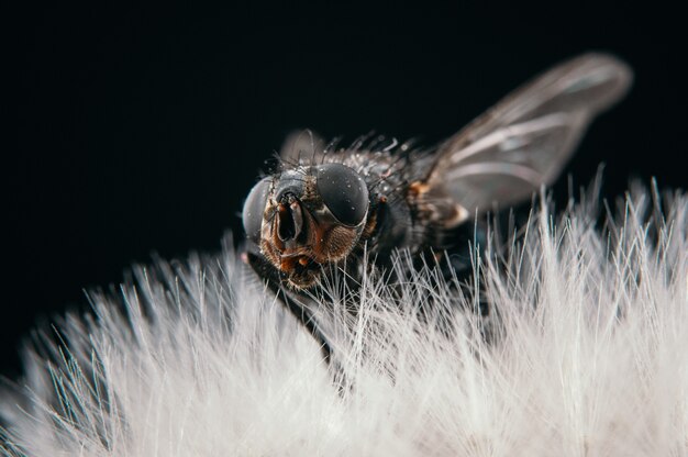 黒の背景に分離されたタンポポに座っているハエのクローズアップビュー