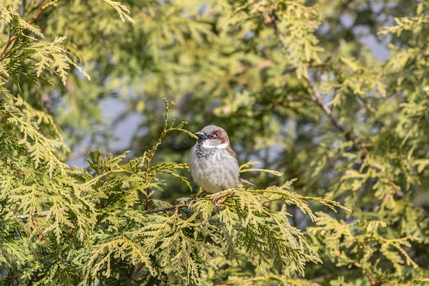 Foto gratuita vista del primo piano di un passero domestico che riposa su un ramo di albero