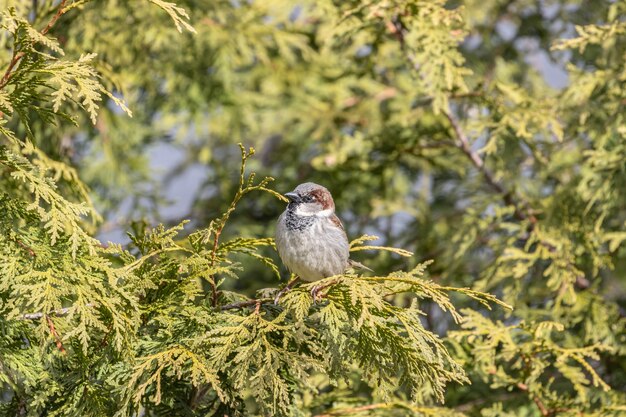 Closeup view of a house sparrow resting on a tree branch