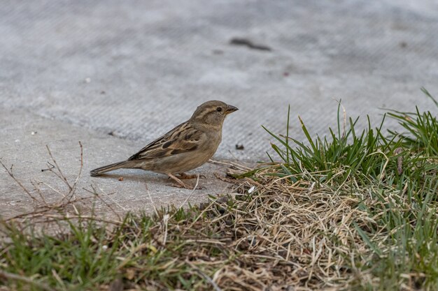 Closeup view of a house sparrow standing on a concrete ground