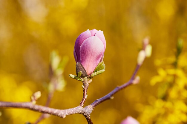 보라색 피는 목련의 근접 촬영 보기