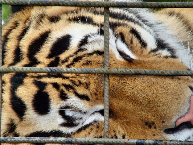 Closeup view of a tiger sleeping in a cage