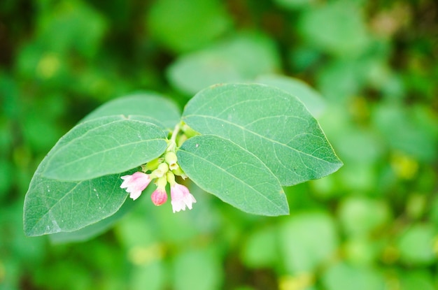 Closeup view of tiny bellflowers with green leaves on a blurred background