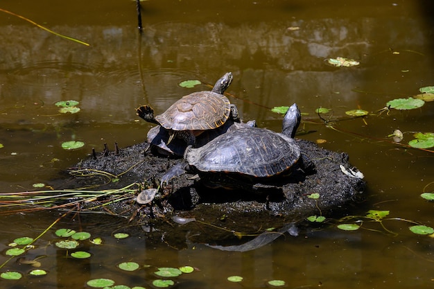 Closeup view of turtles colony sunbathing on a rock in the brown water river