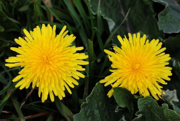 Closeup view of a yellow beautiful flower