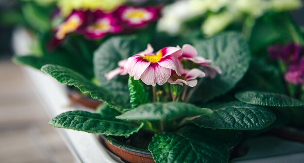 ぼやけた背景に鉢植えのバイオレットのクローズアップ