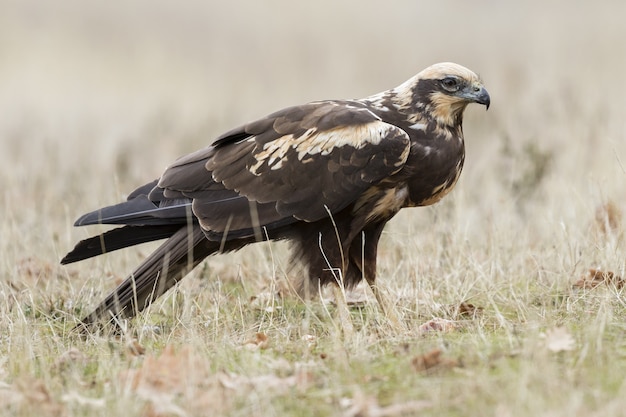 Closeup of a Western Marsh Harrier on the ground covered in the grass under the sunlight at daytime