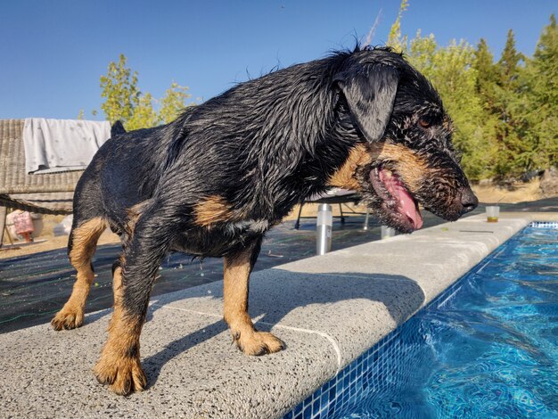 Closeup of a wet rottweiler puppy enjoying a sunny day at a pool
