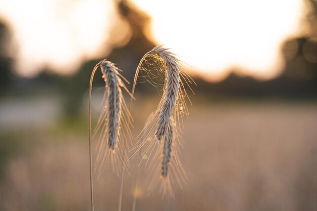 日没時にぼやけた背景とフィールドで小麦のクローズアップ