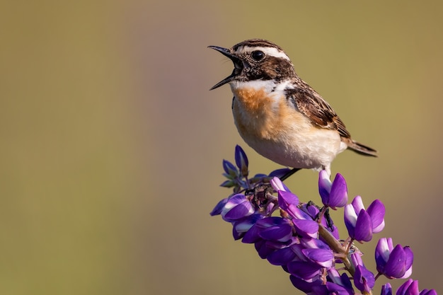 Closeup of whinchat on a lupine in a field under the sunlight with a blurry background