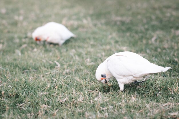 Closeup of white Australian Corellas eating grass