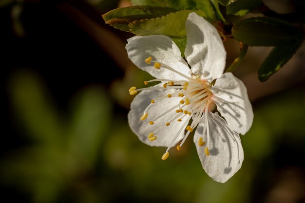 Closeup  of a white blooming cherry blossom flower