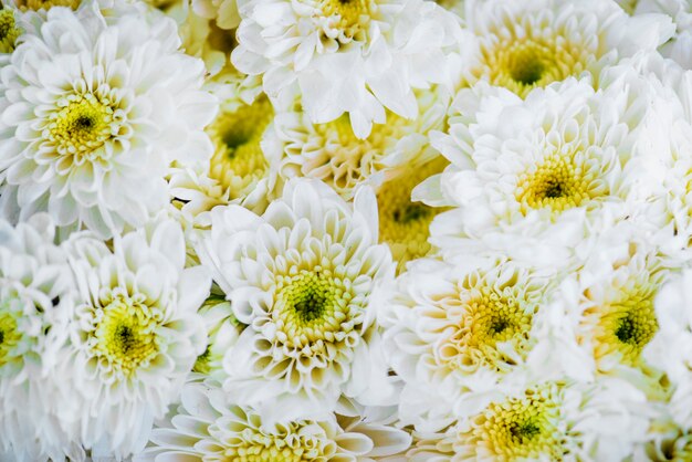 白い菊の背景は、テクスチャ背景