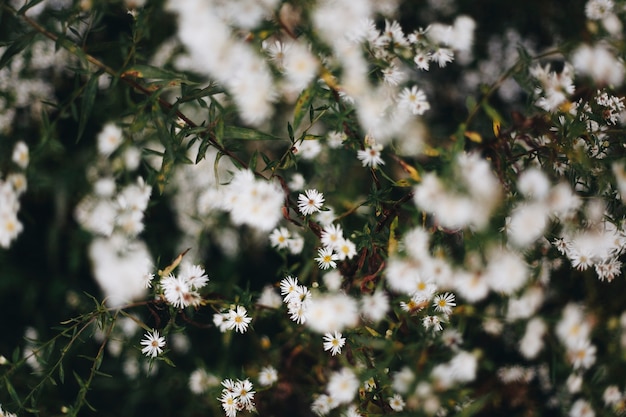 Free photo closeup of white cutter flower