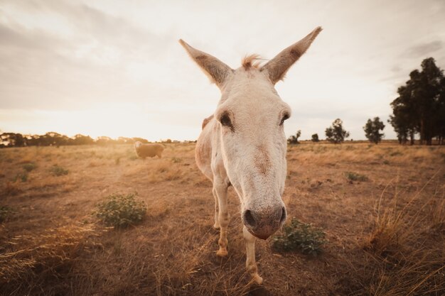 Closeup of a white donkey in a field covered in greenery under a cloudy sky and sunlight
