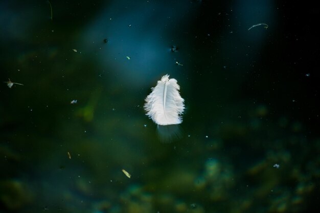 Closeup of the white feather on the water surface