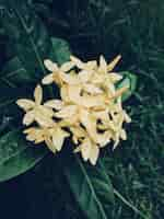 Free photo closeup of white fllowers at the garden