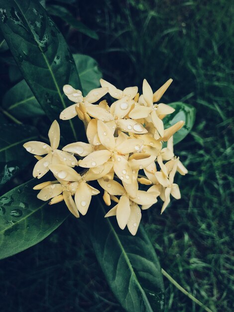 Closeup of white fllowers at the garden