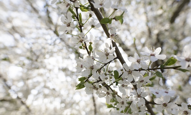 Крупный план дерева белого цветка с запачканным естественным