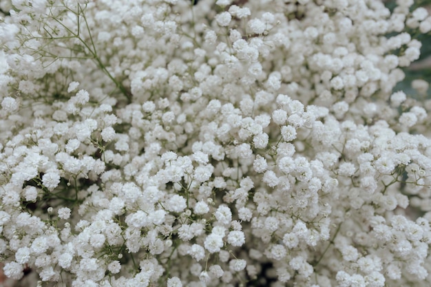 흰 꽃 벽지의 근접 촬영