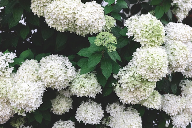 Closeup white flowers on a bush natural background