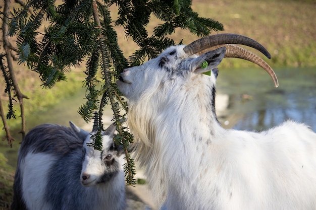 Foto gratuita primo piano di una capra bianca con un'etichetta verde sull'orecchio che mangia da un albero di abete rosso