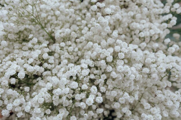 Крупным планом белые обои цветок гипсофила