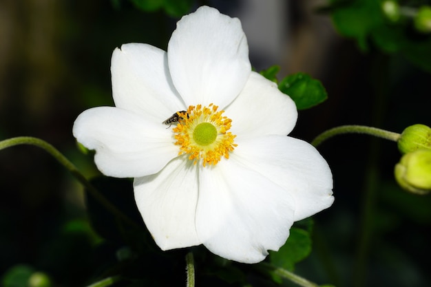 Closeup of a white Japanese anemone