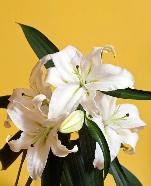 closeup of white lily