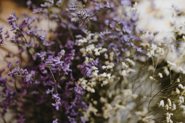 흰색과 보라색 caspia 꽃의 근접 촬영