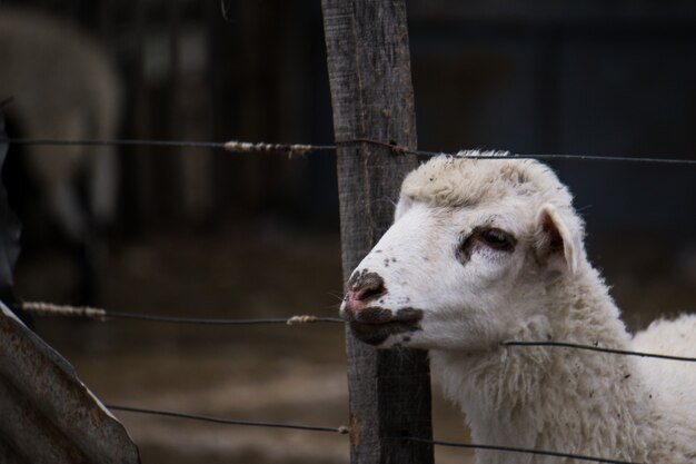 Closeup of white sheep behind the fences in a farm