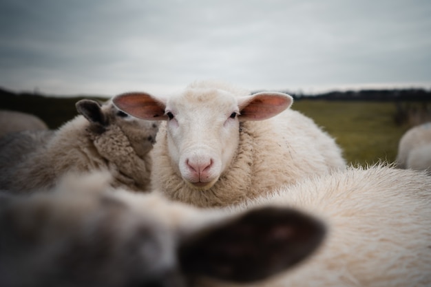 Closeup of a white sheep with funny ears