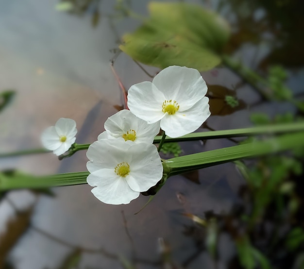 Closeup white sword plant or aquatic plant or sword lily with blur background