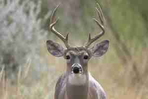 Free photo closeup of a whitetailed deer buck