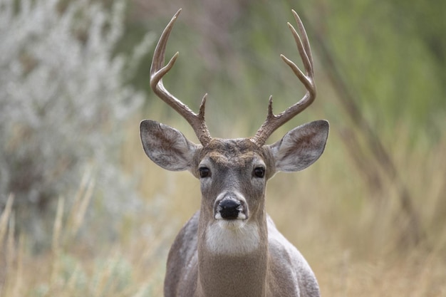 Closeup of a whitetailed deer buck
