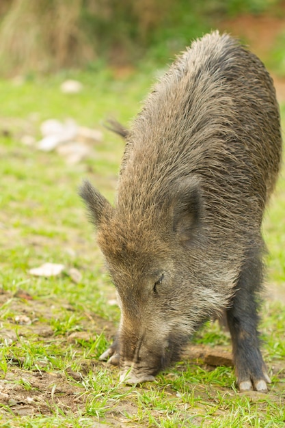 Closeup of a wild boar searching for food in wild nature