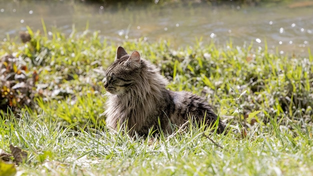 Closeup of a wild cat sitting in a field captured during the daytime