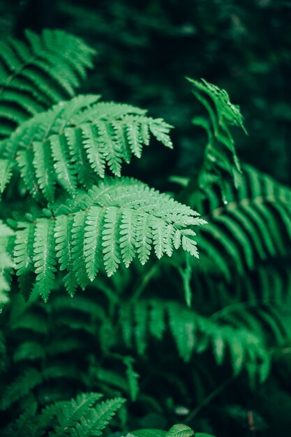 Closeup of wild fern leaves with dew on them in a forest