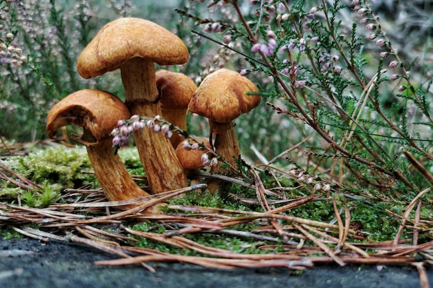 Closeup of wild mushrooms in a forest covered in branches and flowers