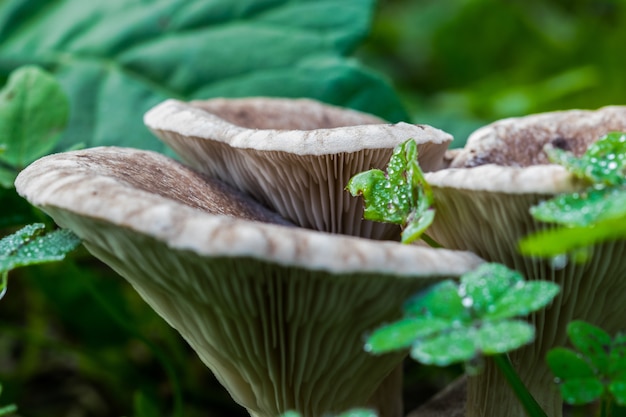 Closeup of wild mushrooms surrounded by clovers in a field in Malta