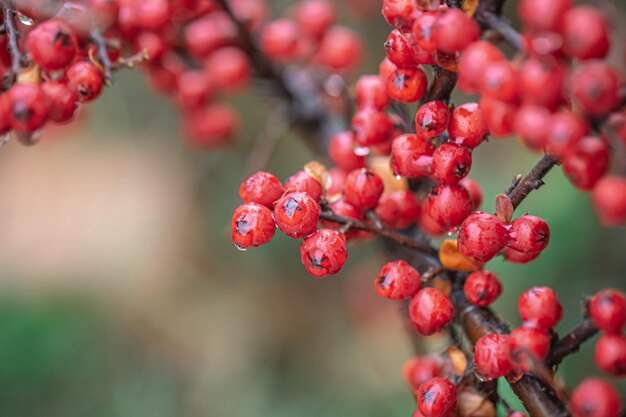 Крупный план диких красных ягод рябины
