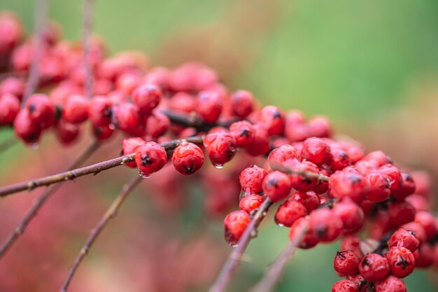Closeup of wild red berries rowan bush