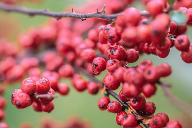 Closeup of wild red berries rowan bush