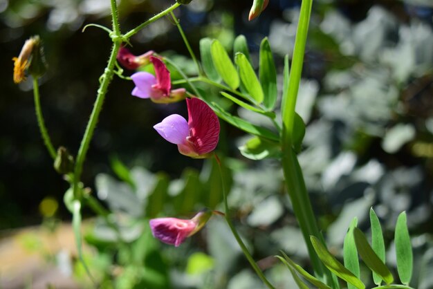 몰타의 햇빛 아래 들판에 있는 야생 완두콩 꽃의 클로즈업
