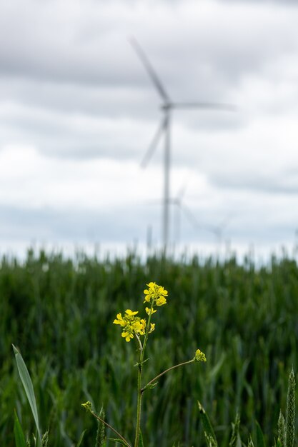 Closeup of wild yellow flowers in a field with white windmills on the blurry