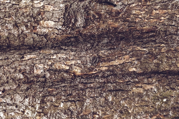 Free Photo closeup of wood texture background