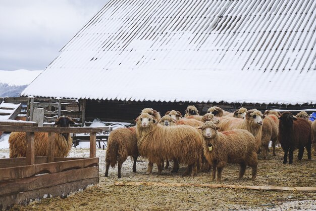 冬の間の小屋の近くの羊毛の羊のクローズアップ