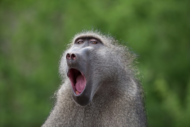 Free photo closeup of a yawning baboon monkey with a blurred background