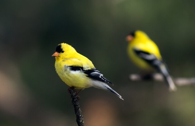 Closeup of a yellow American goldfinch perched on a tree branch